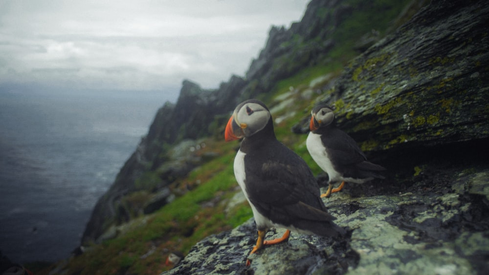 black and white bird on gray rock