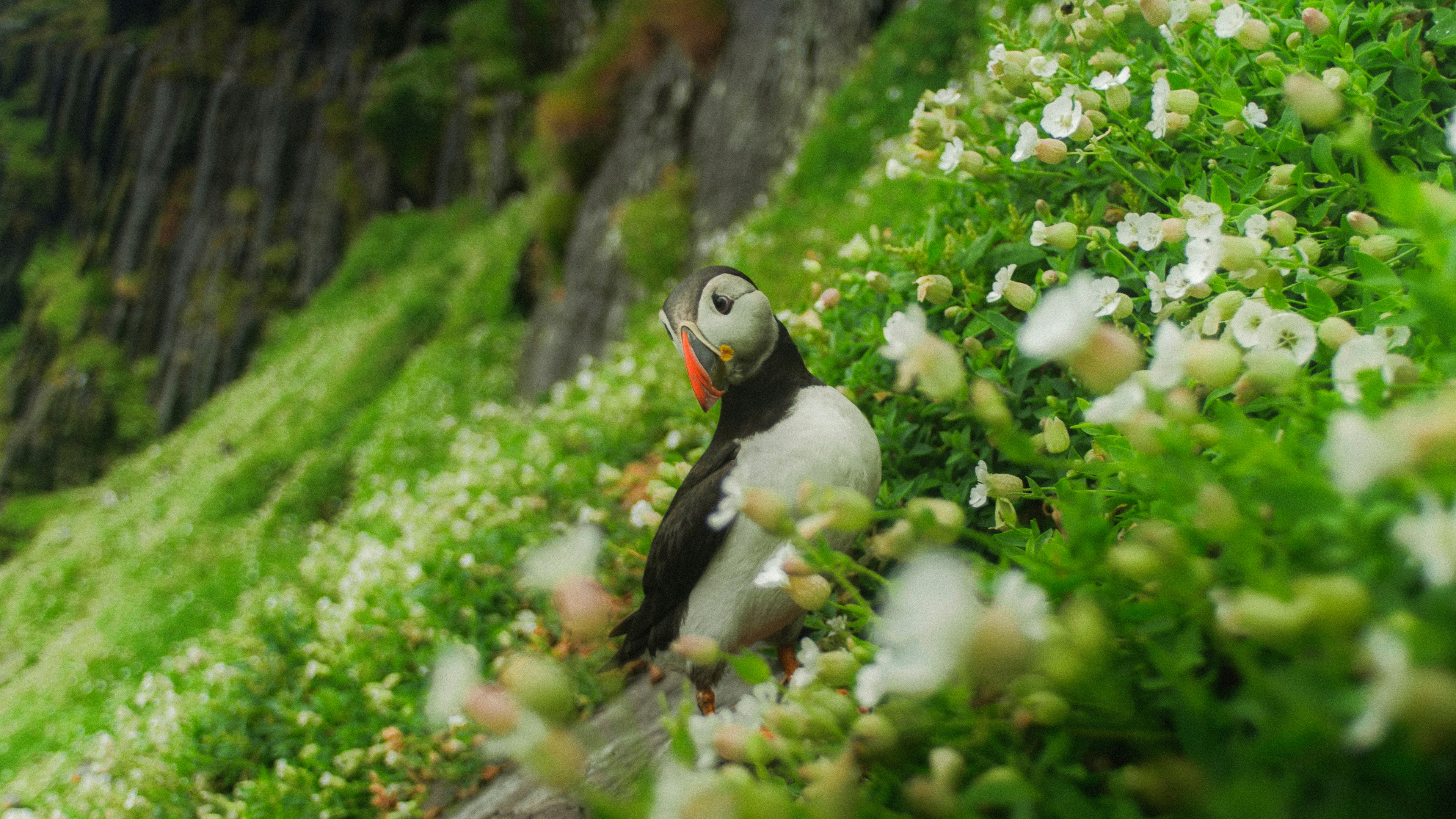 white and black bird on white flowers