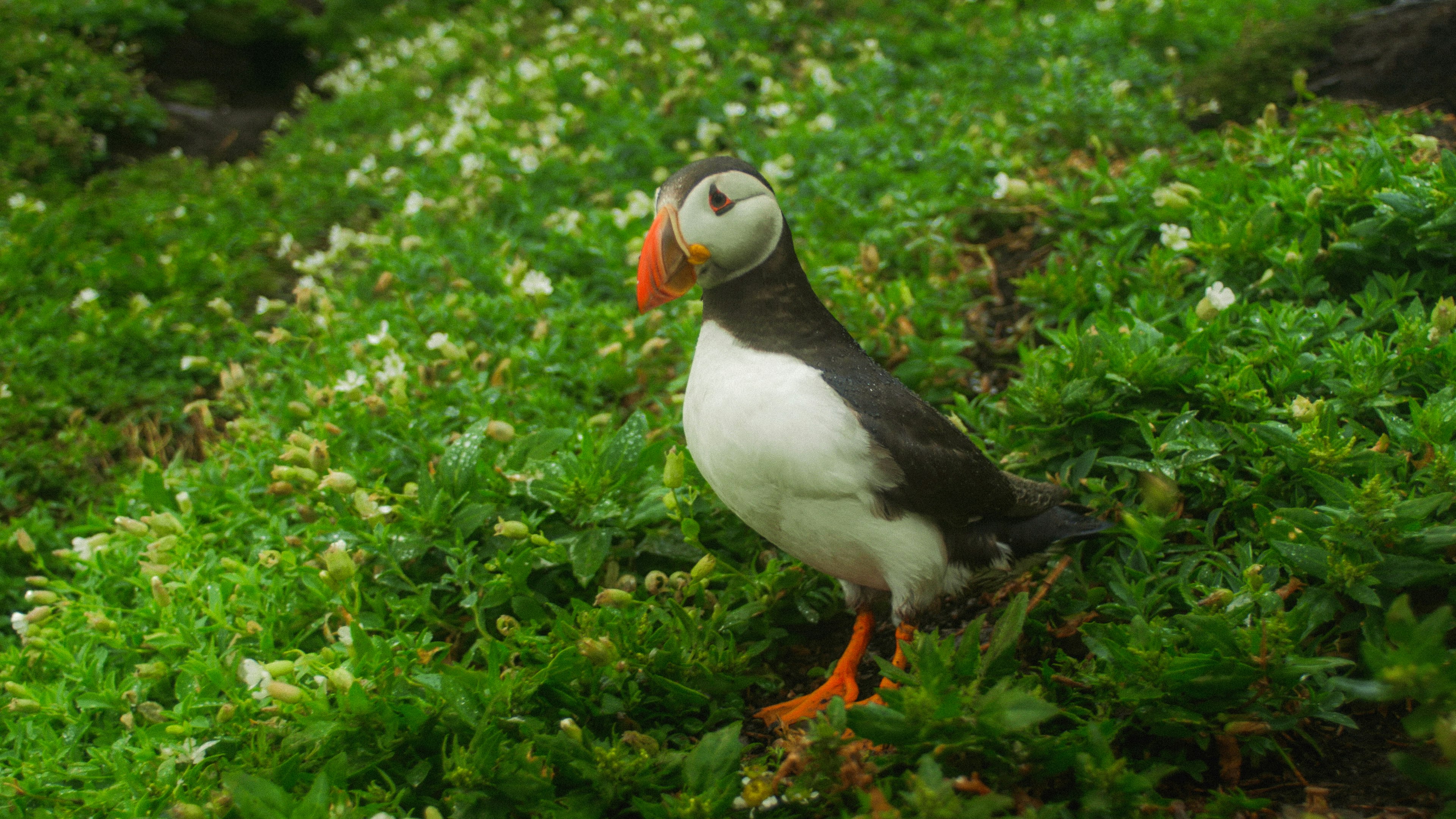 white and black bird on green grass during daytime