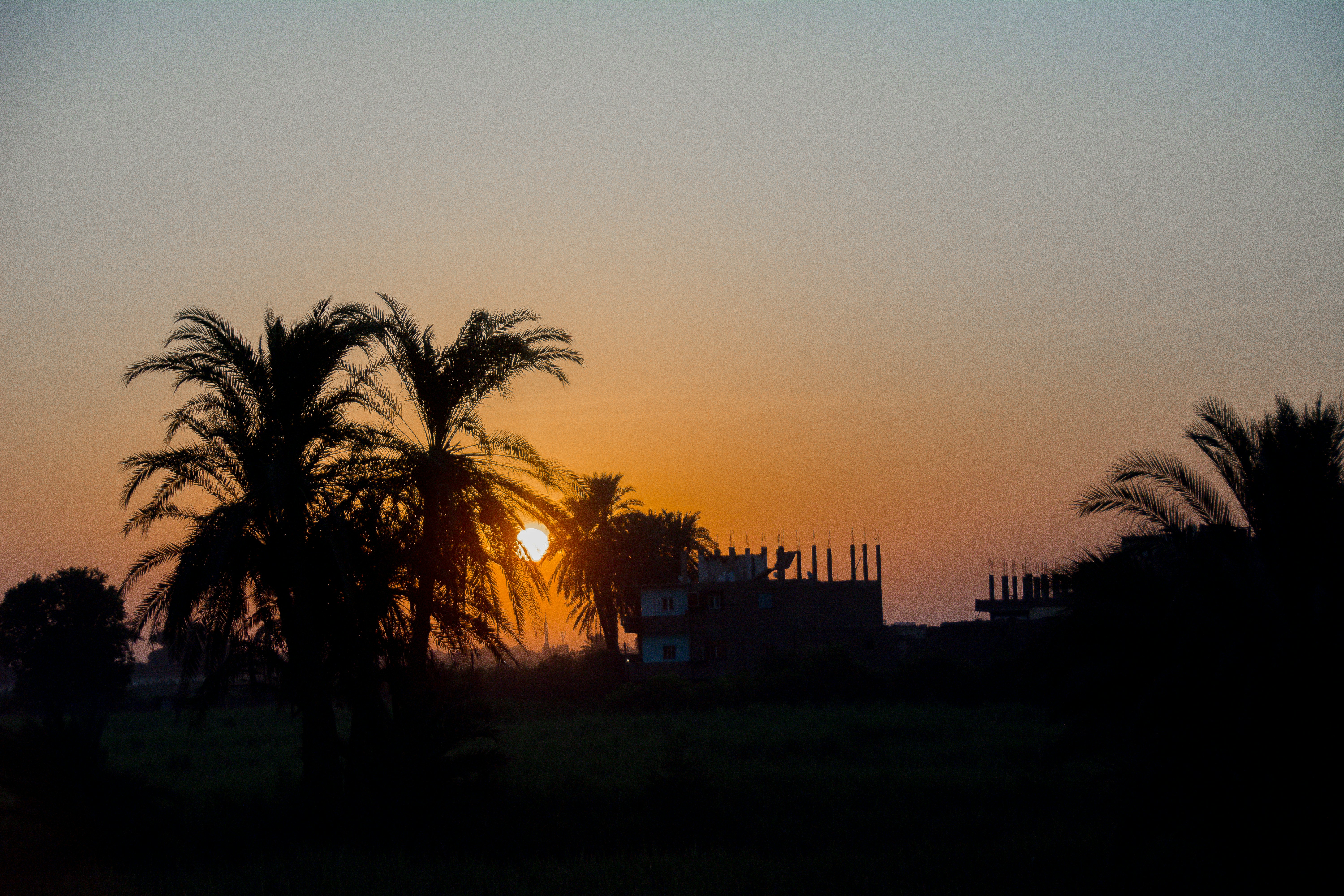 silhouette of trees during sunset, Photo of a sunrise over a city along the Nile River in Egypt