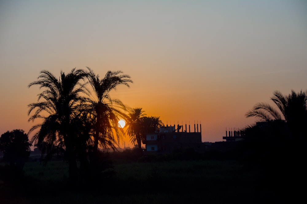 silhouette of trees during sunset