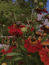 A peaceful garden corner blooming with colorful flowers attracting bees and butterflies