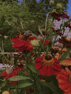 A colorful illustration of a curious bee exploring a vibrant garden filled with flowers and letters.