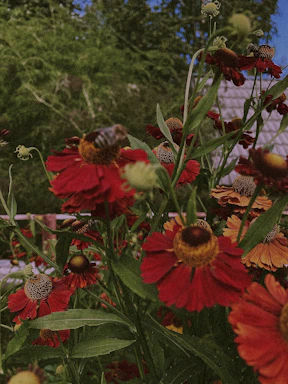 A peaceful garden corner blooming with colorful flowers attracting bees and butterflies