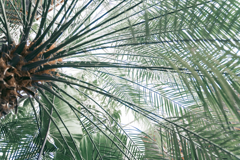 green palm tree during daytime