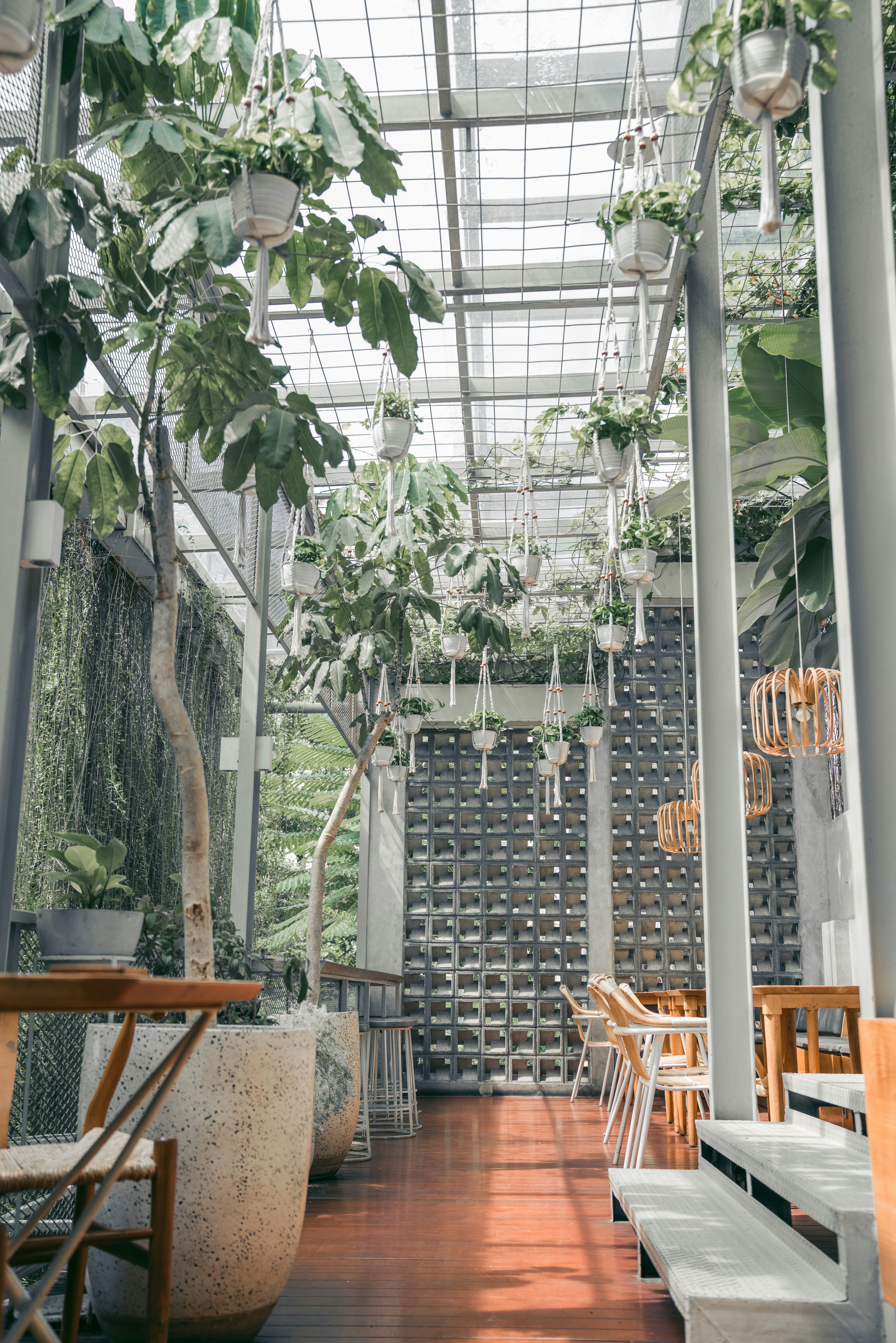 green plants near brown wooden chairs