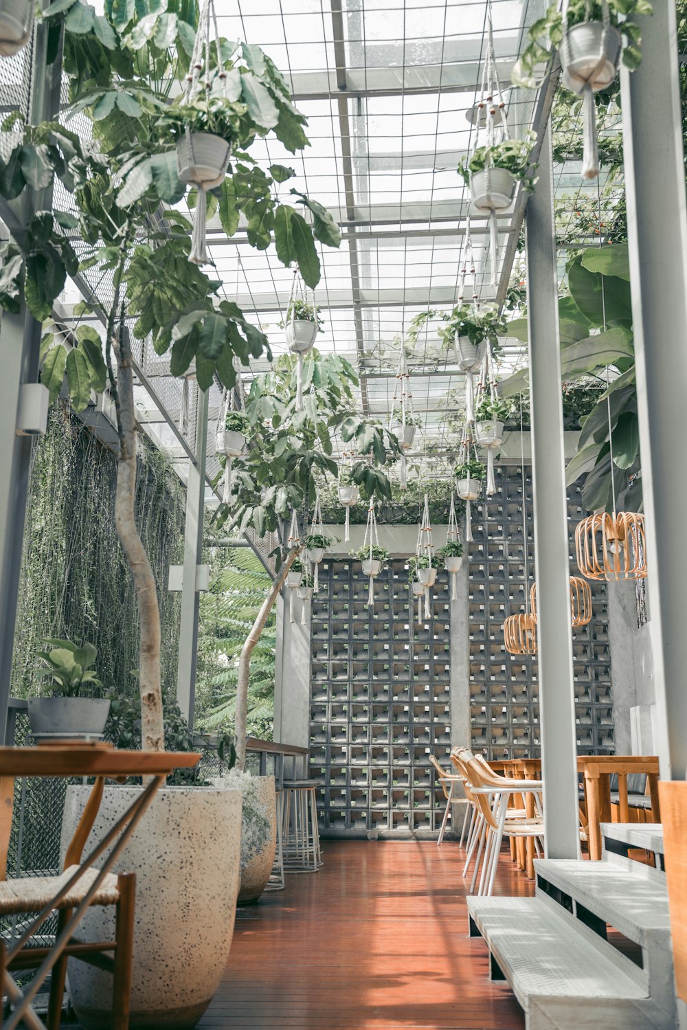 green plants near brown wooden chairs