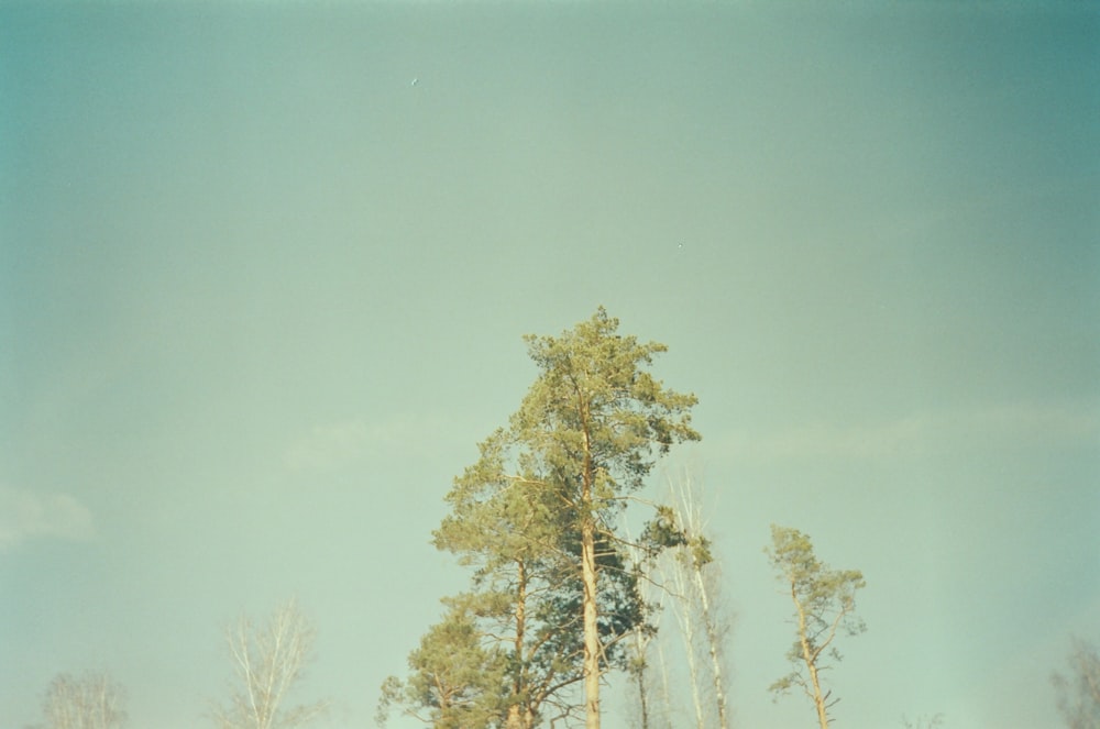 green tree under blue sky during daytime