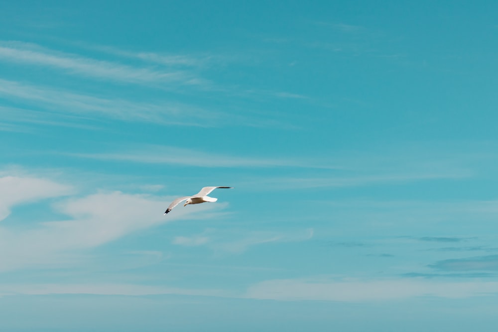 white bird flying under blue sky during daytime