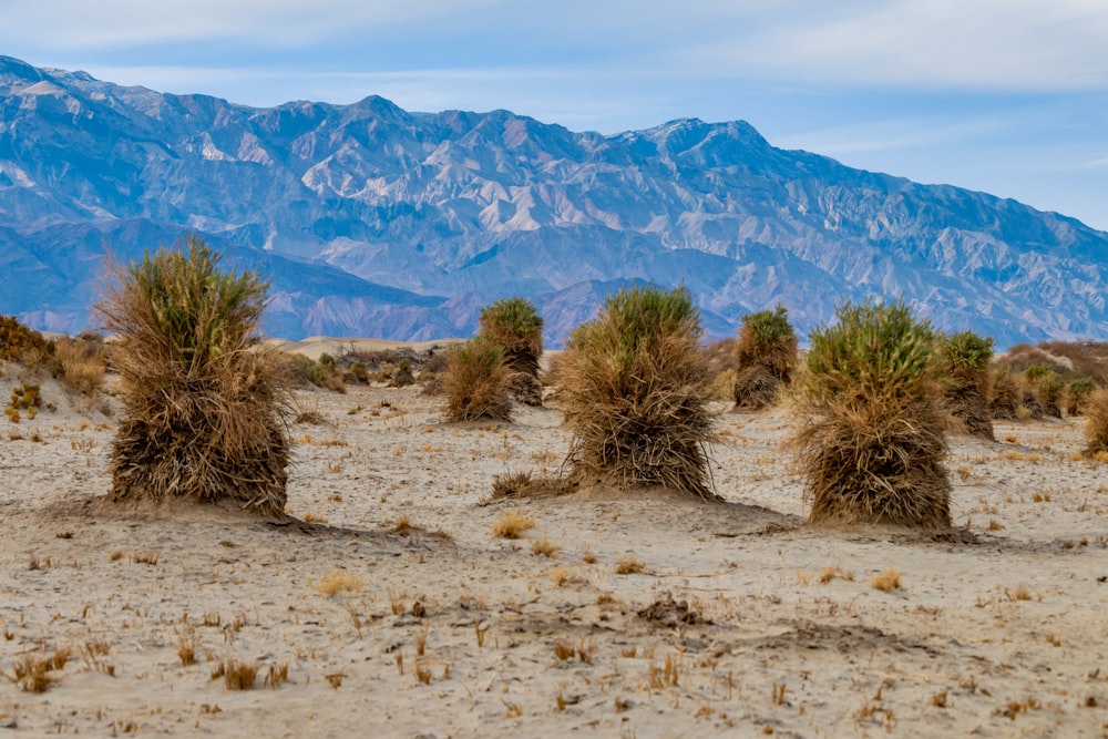 green tree on brown sand during daytime