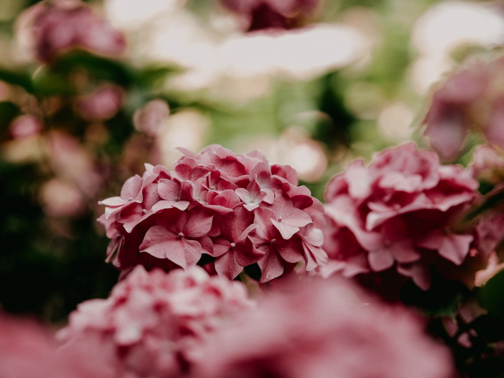 pink flowers in tilt shift lens