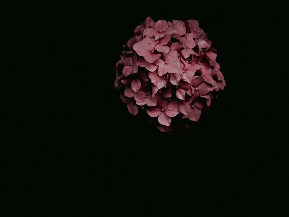 pink flower in black background