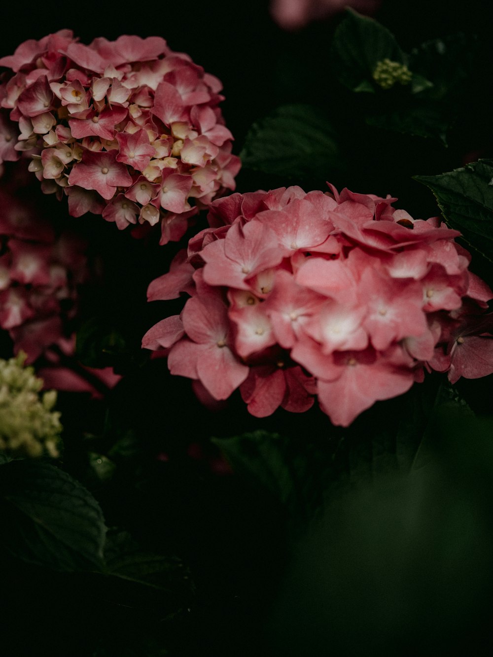 pink flowers with green leaves