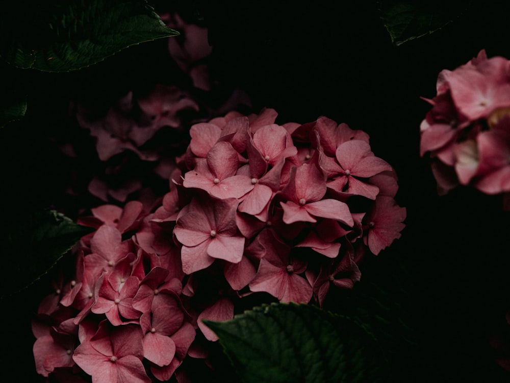 pink flowers with green leaves