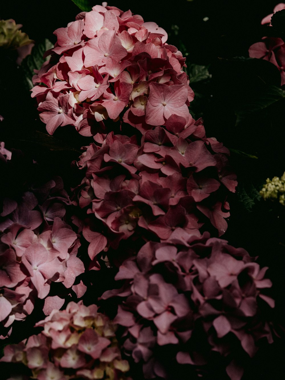 pink flowers with green leaves