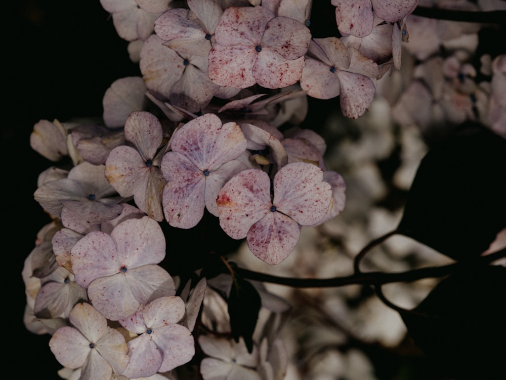 white and pink flower in close up photography