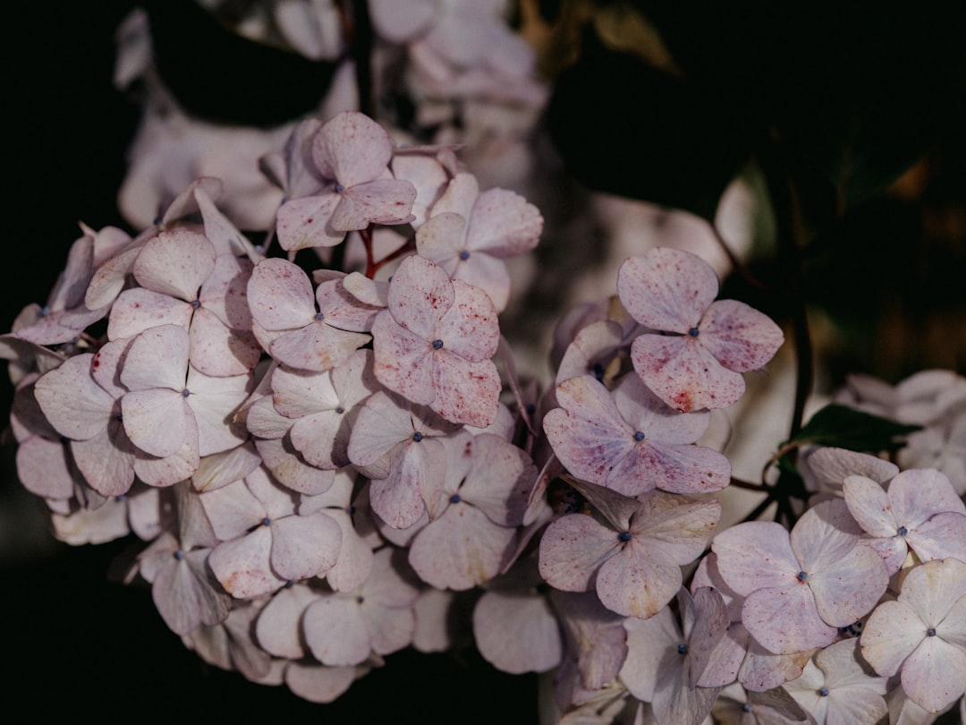 white and pink flower in close up photography