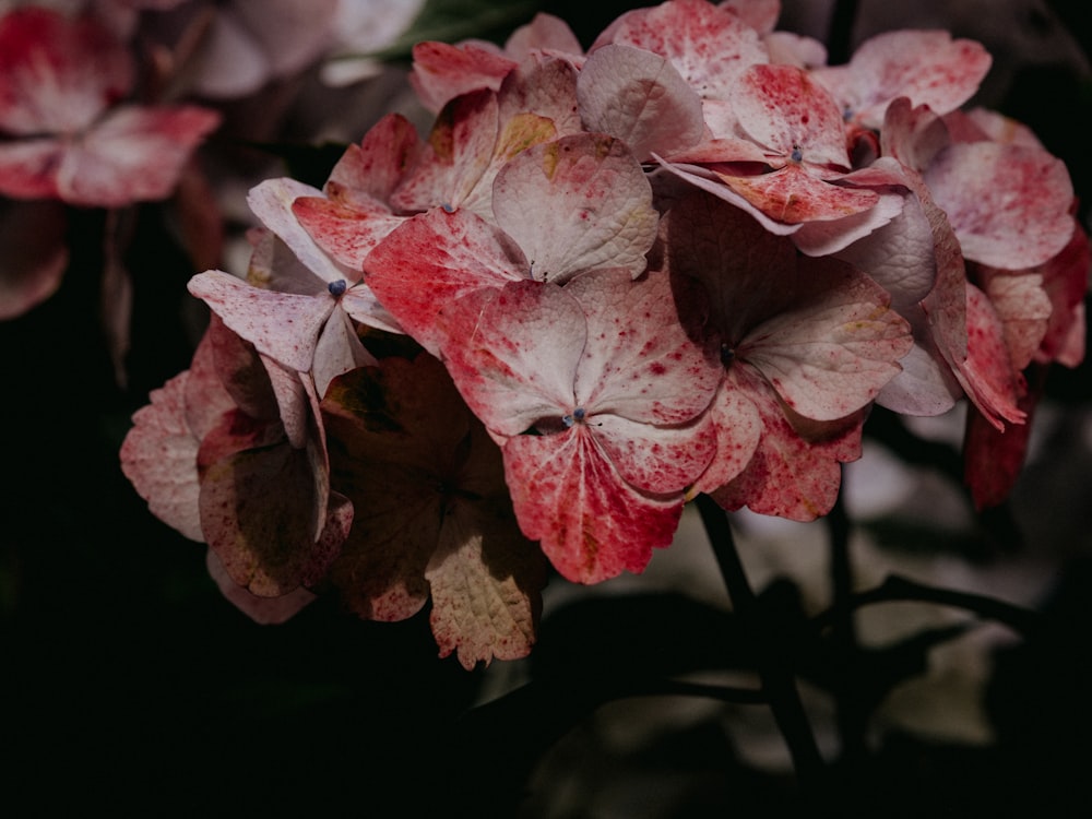 pink and white flower in close up photography