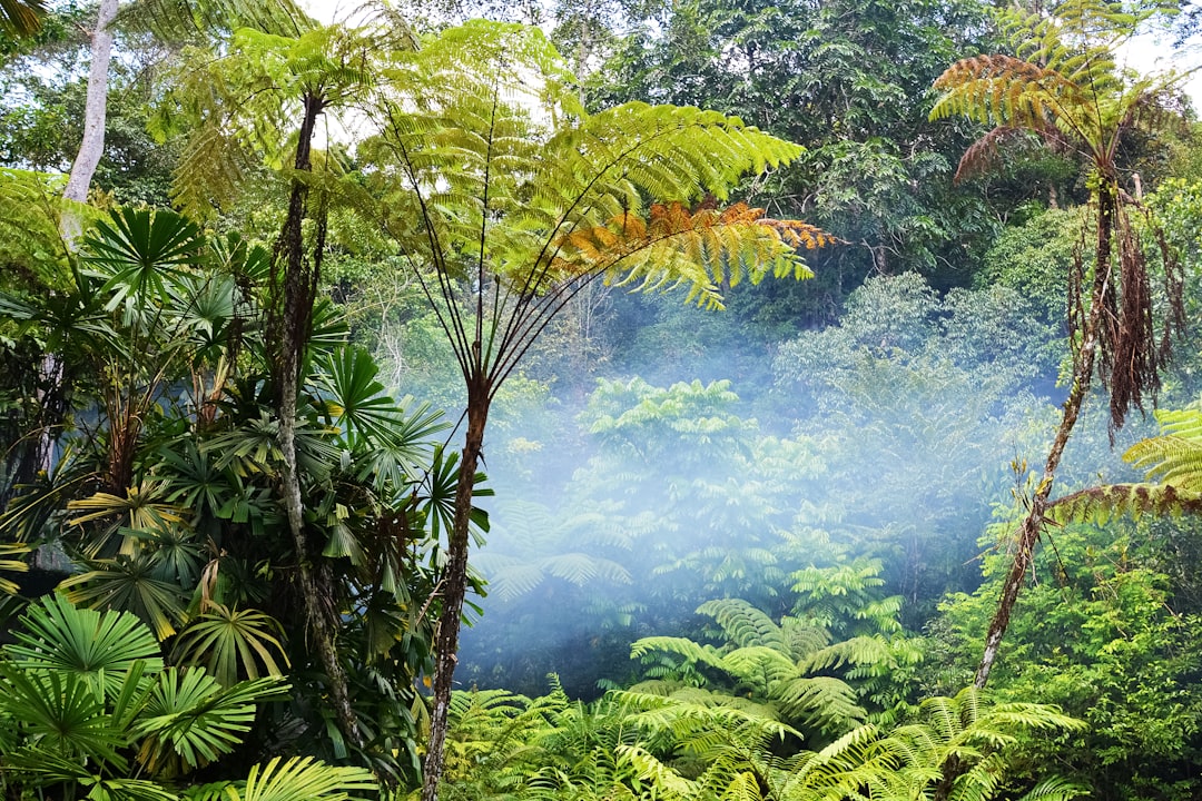 green trees on forest during daytime