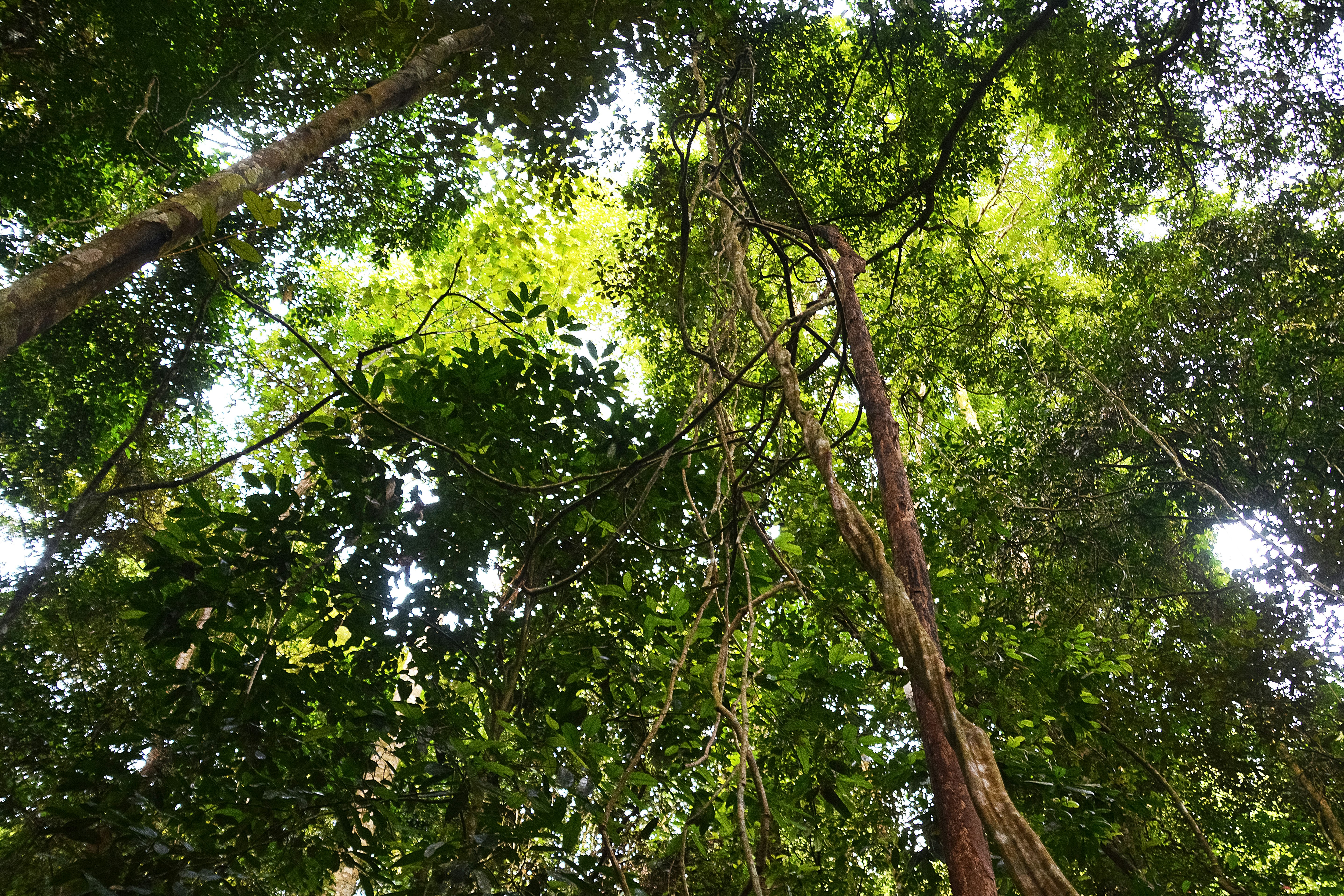 green and brown tree during daytime