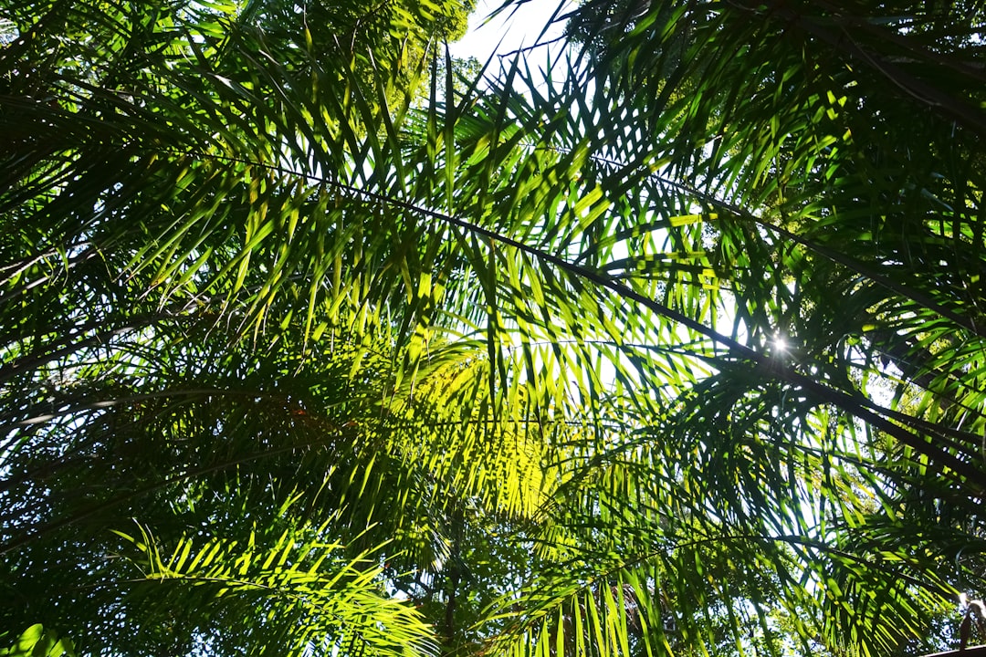 green palm tree during daytime