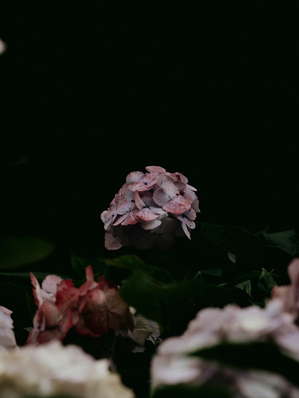 pink and white flowers in black background