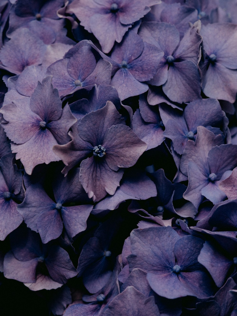 purple and black flower in close up photography