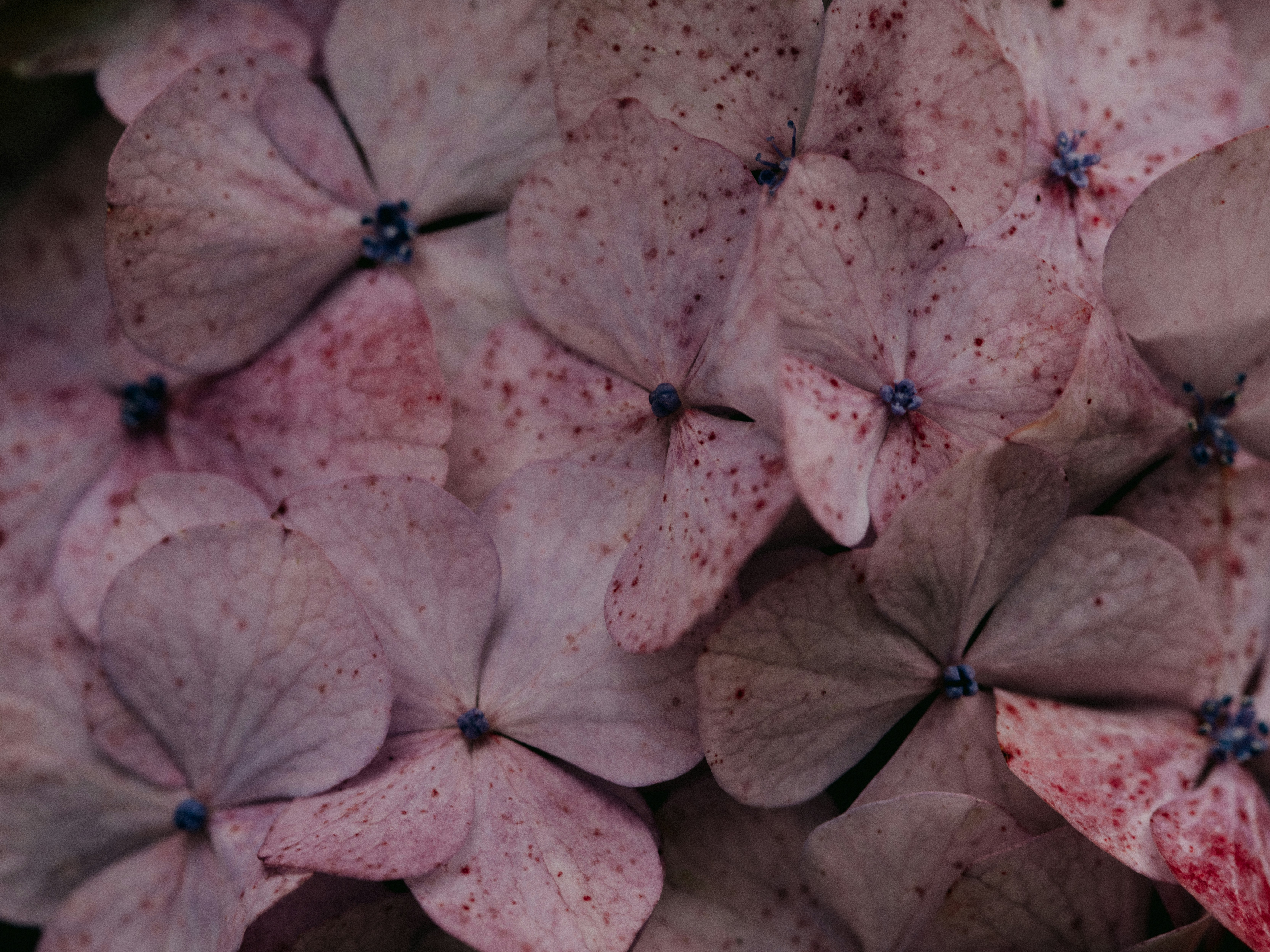 Photo by anniespratt