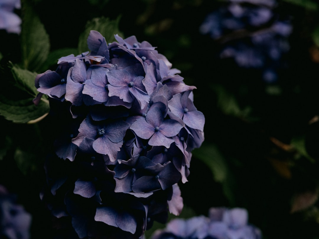 black flower in tilt shift lens