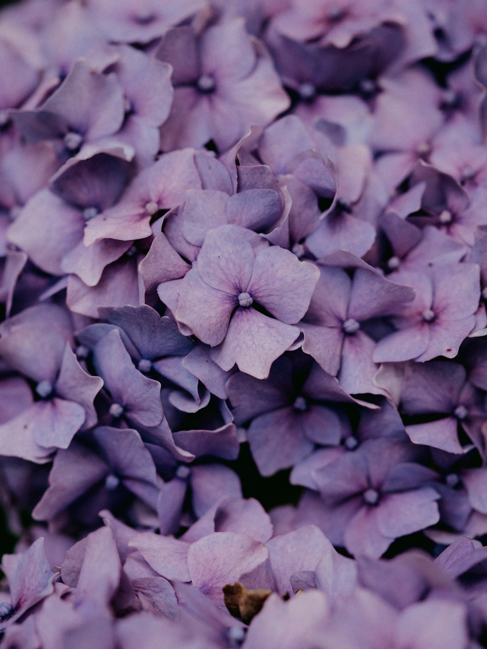 purple flower in macro shot