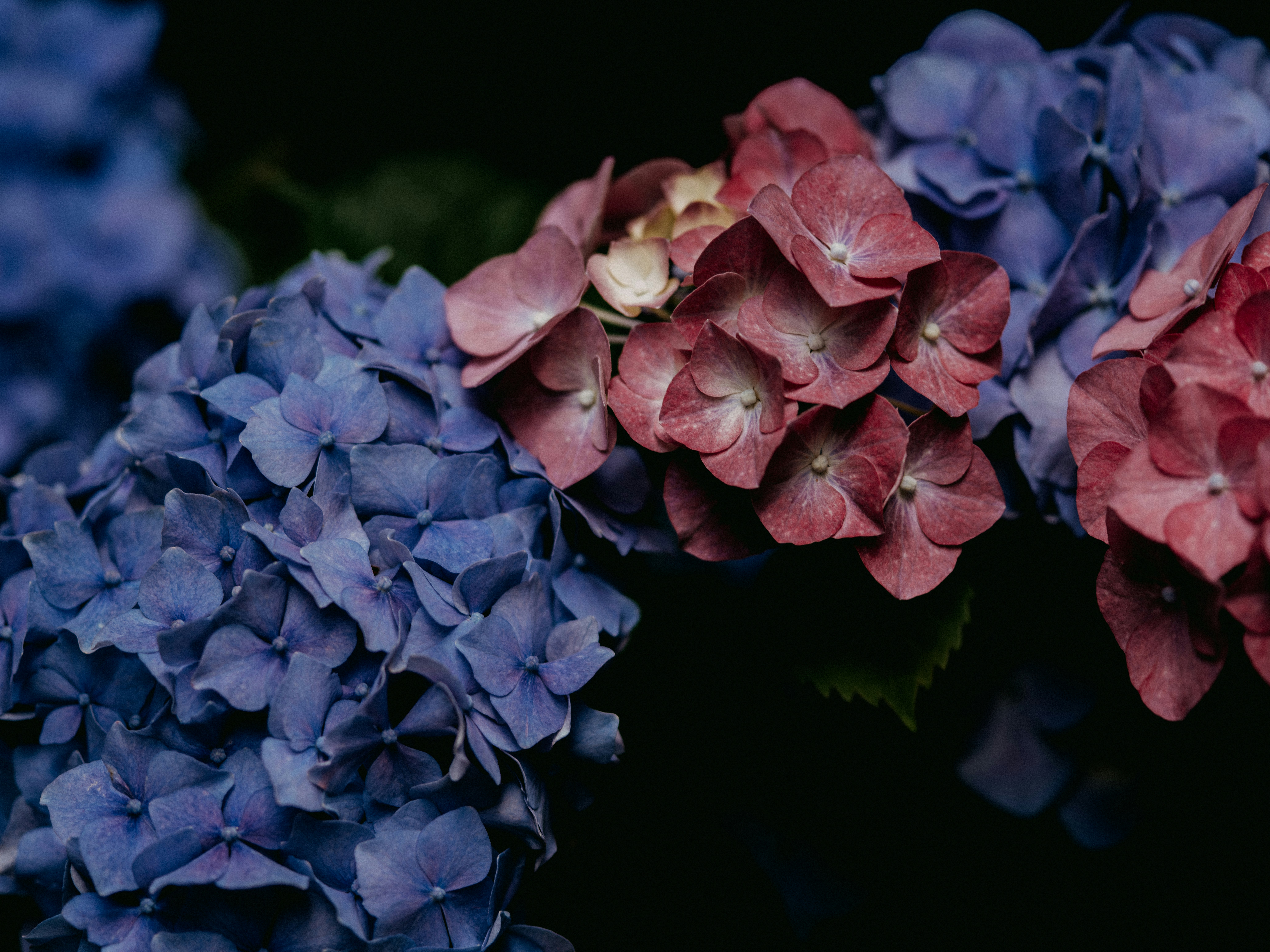 Photo by anniespratt