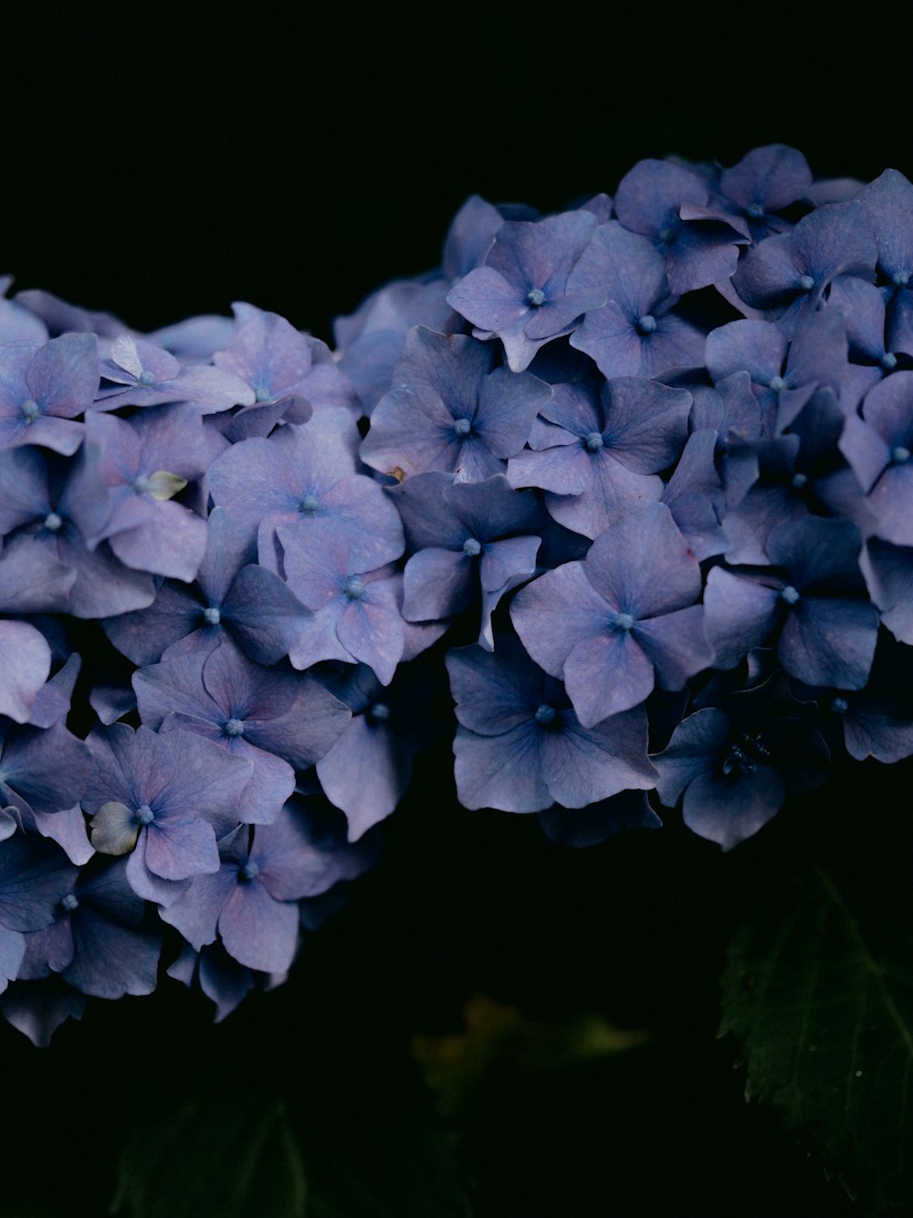 blue flower in close up photography