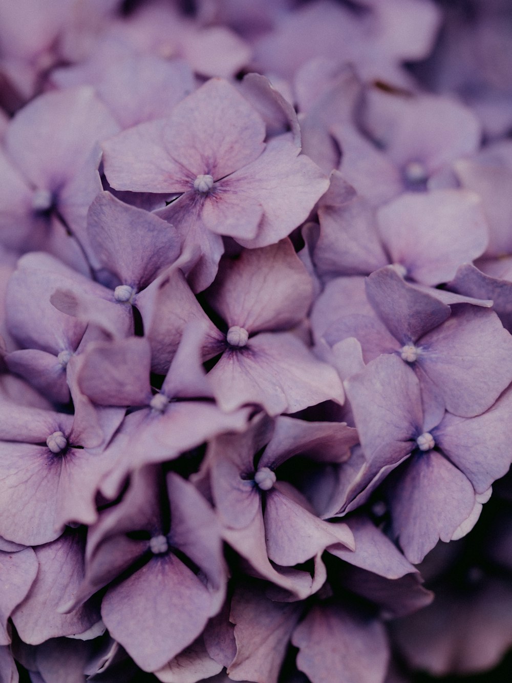 purple flower in macro shot