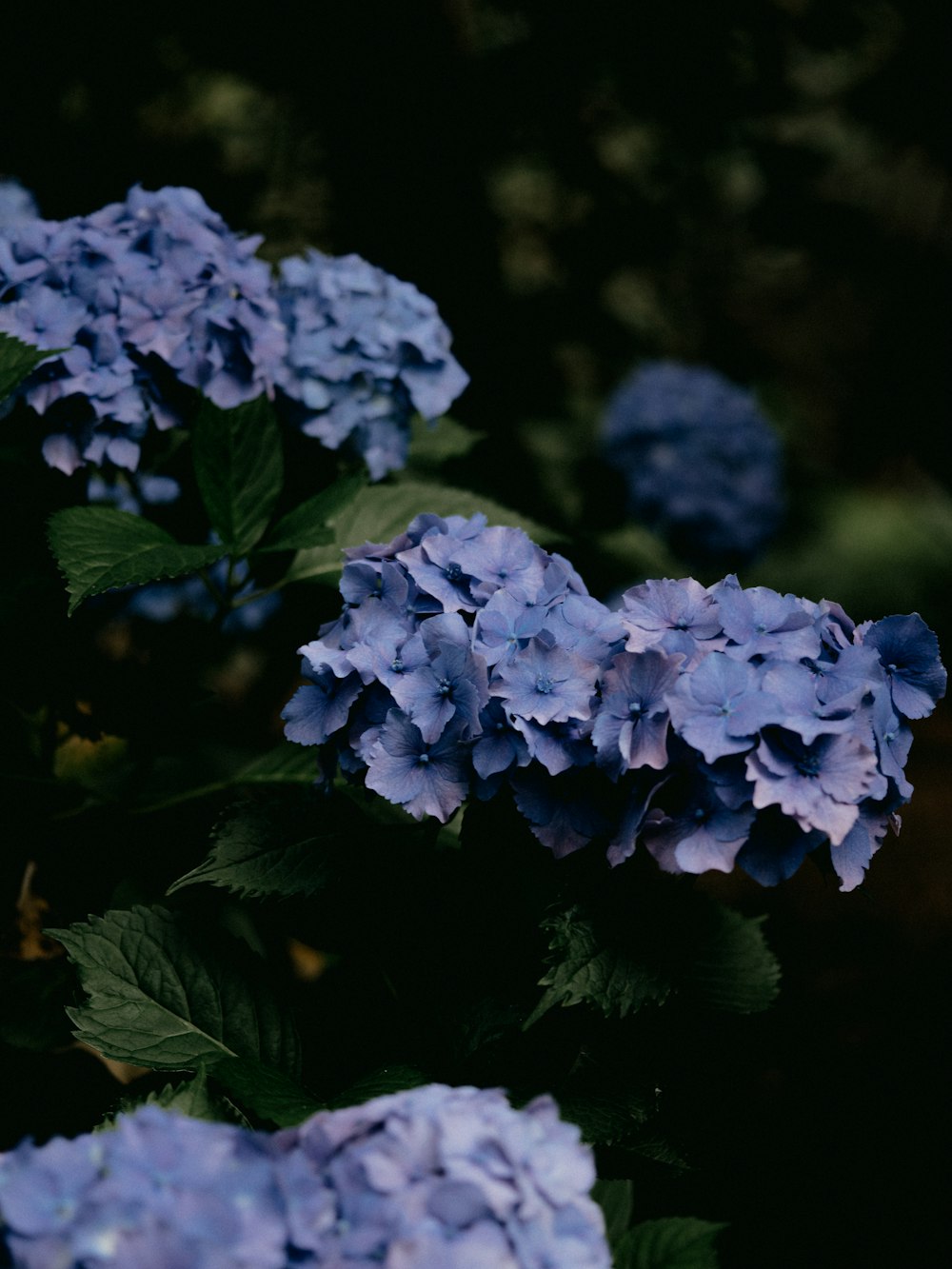 blue flowers in tilt shift lens