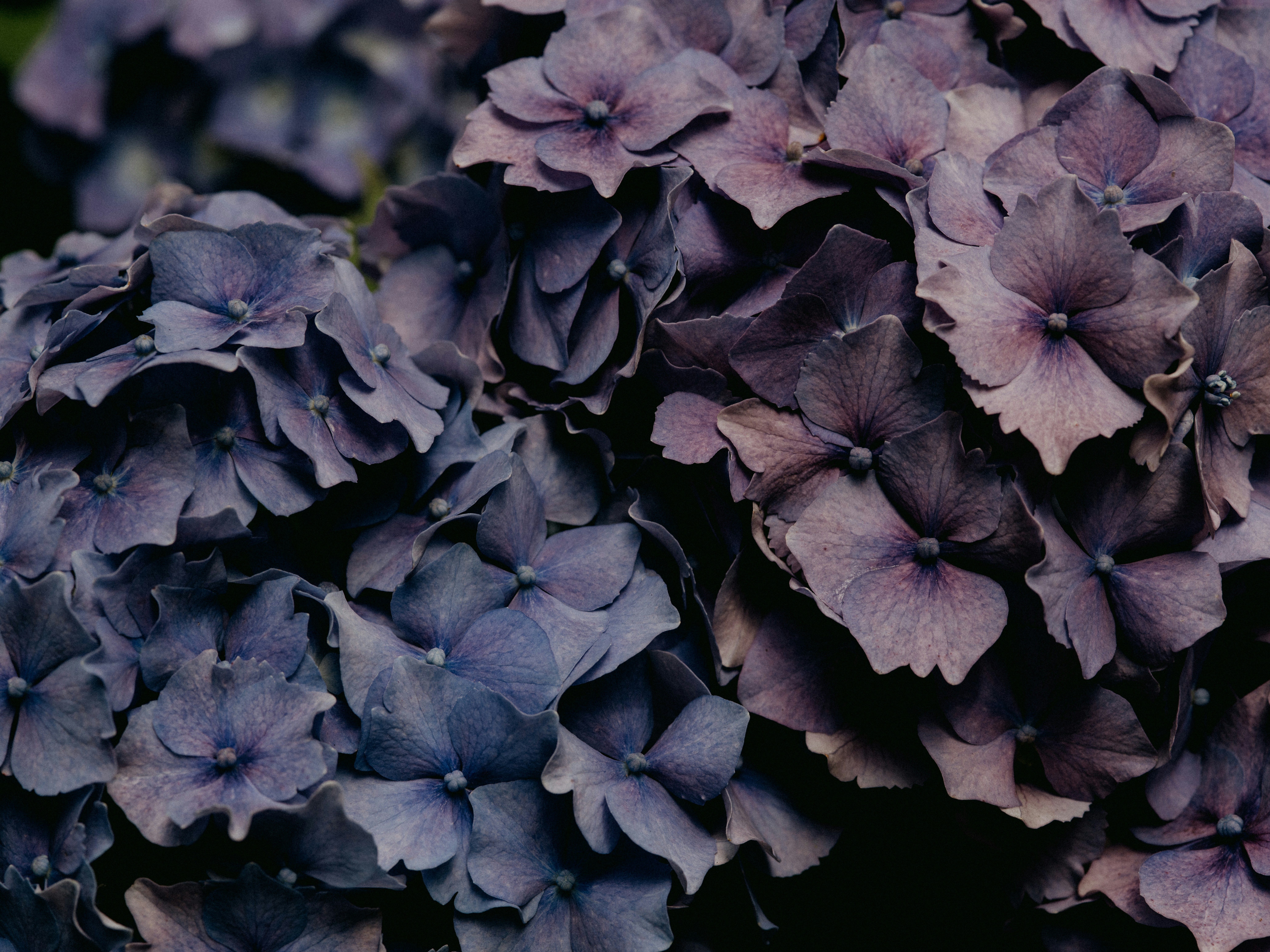 Photo by anniespratt