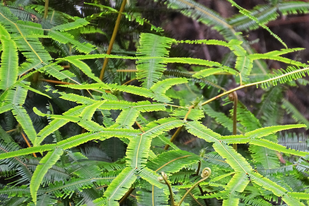 green fern plant in close up photography