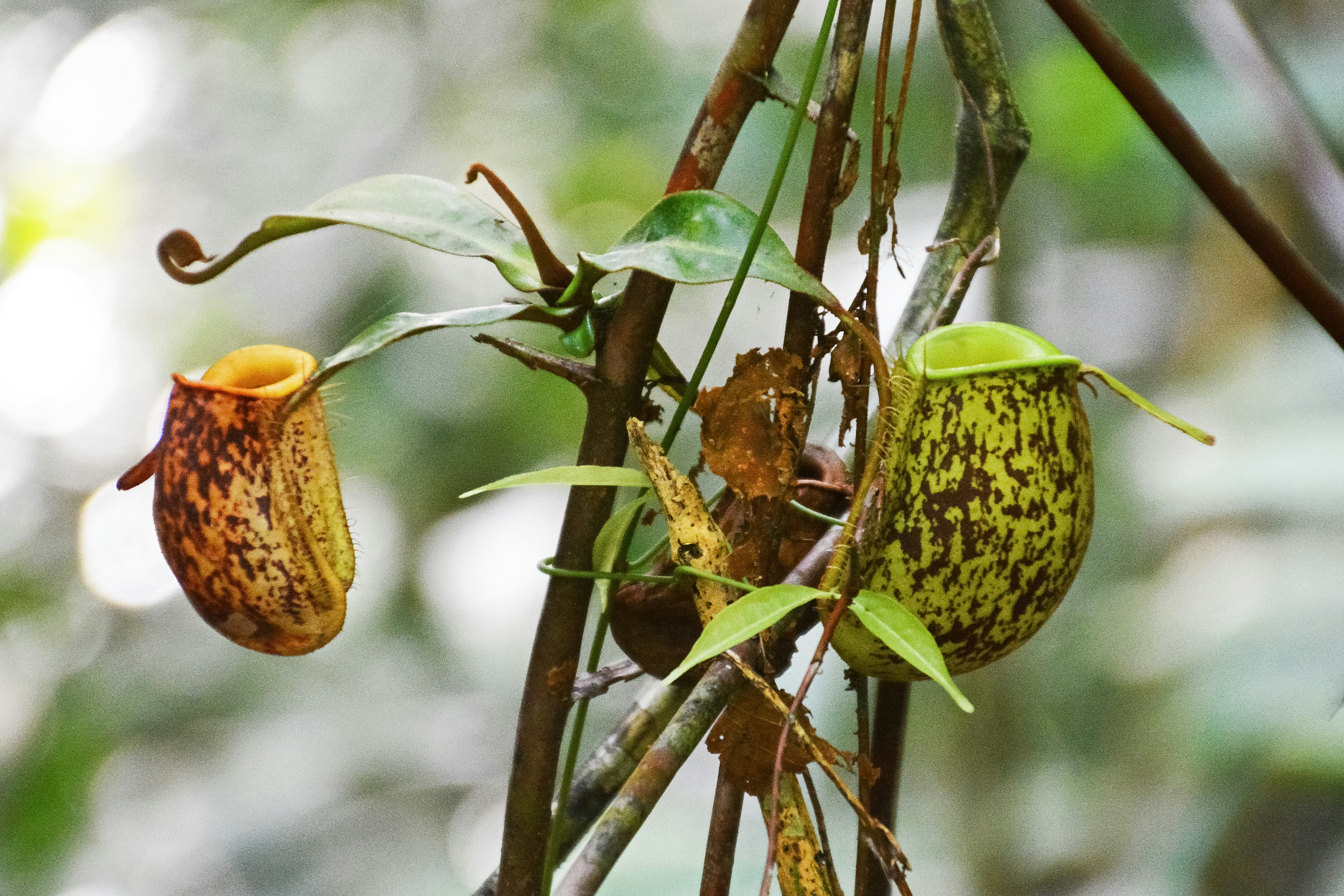 green and brown fruit on tree branch