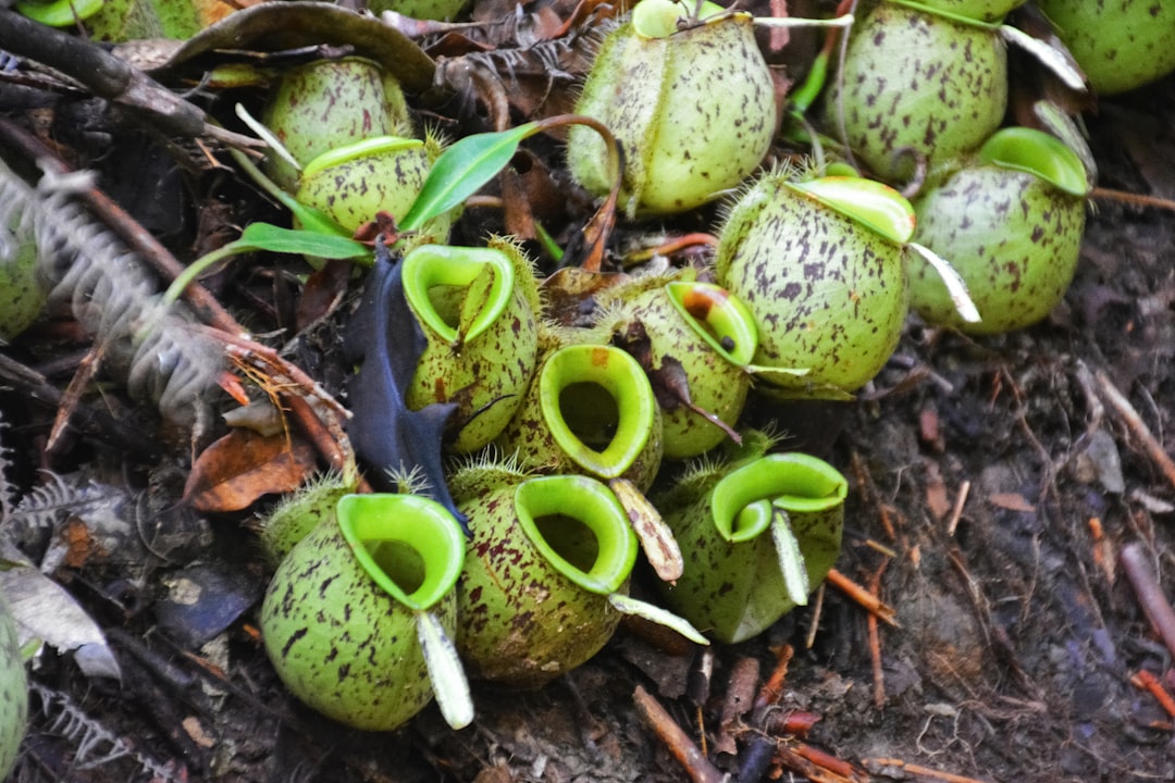 green and brown cactus plant