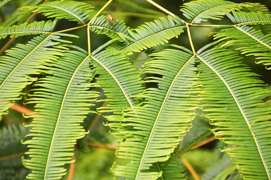 green leaf plant during daytime