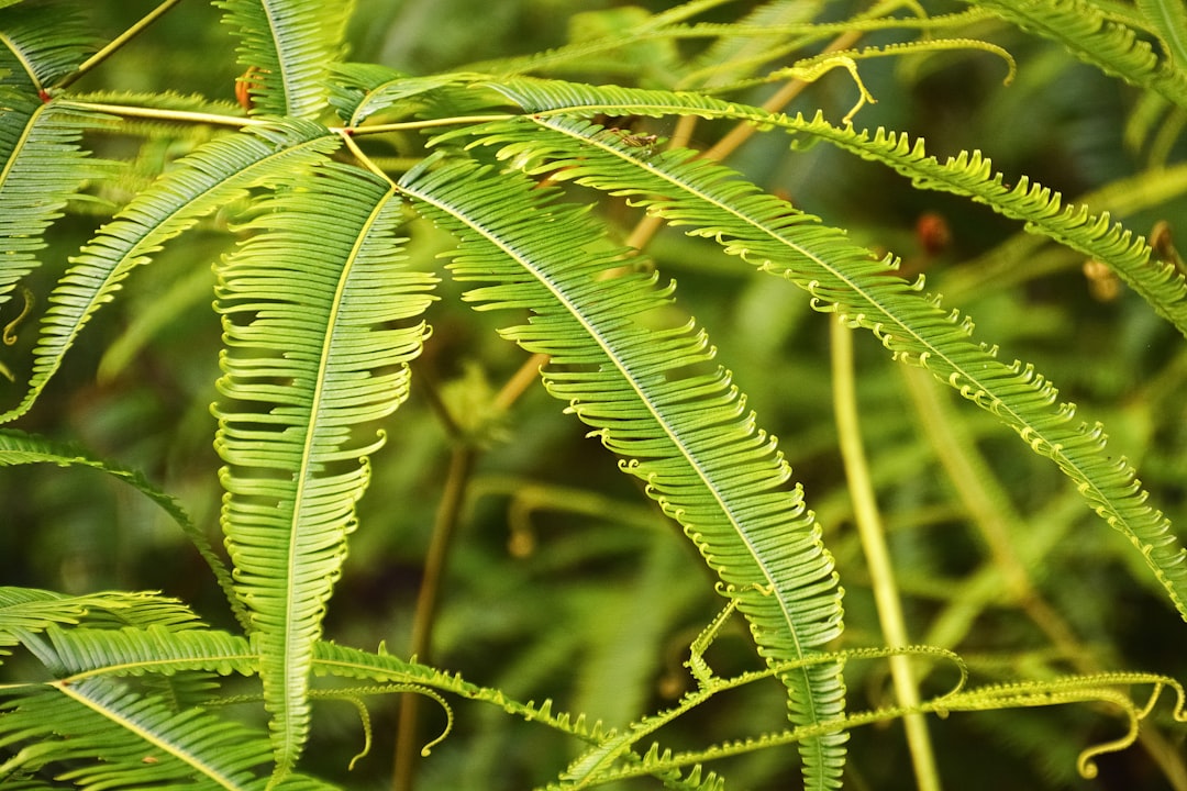 green leaf plant in close up photography