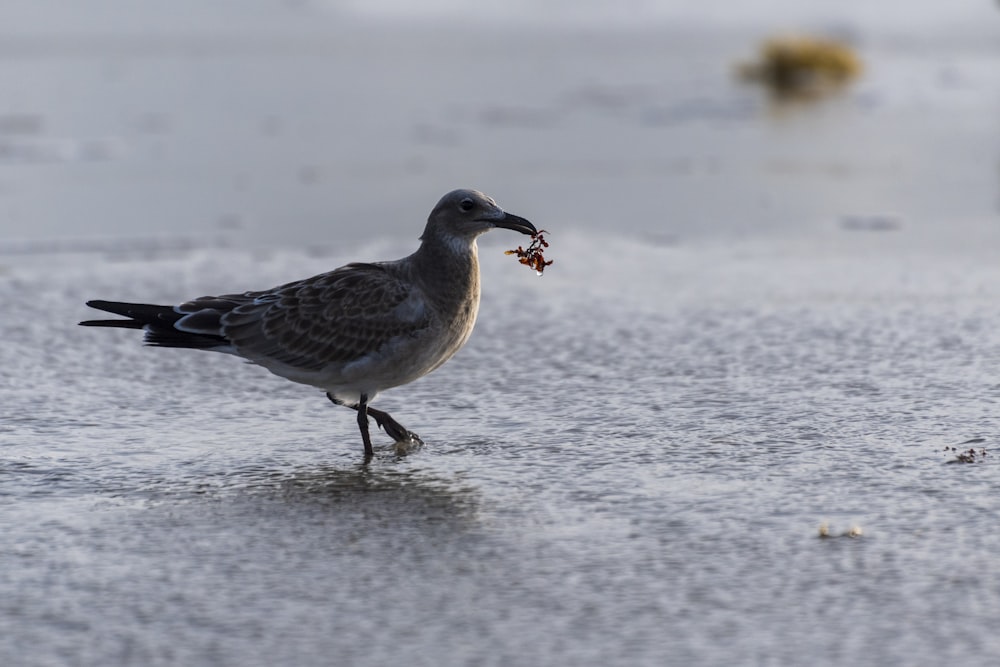 white and black bird on white sand during daytime