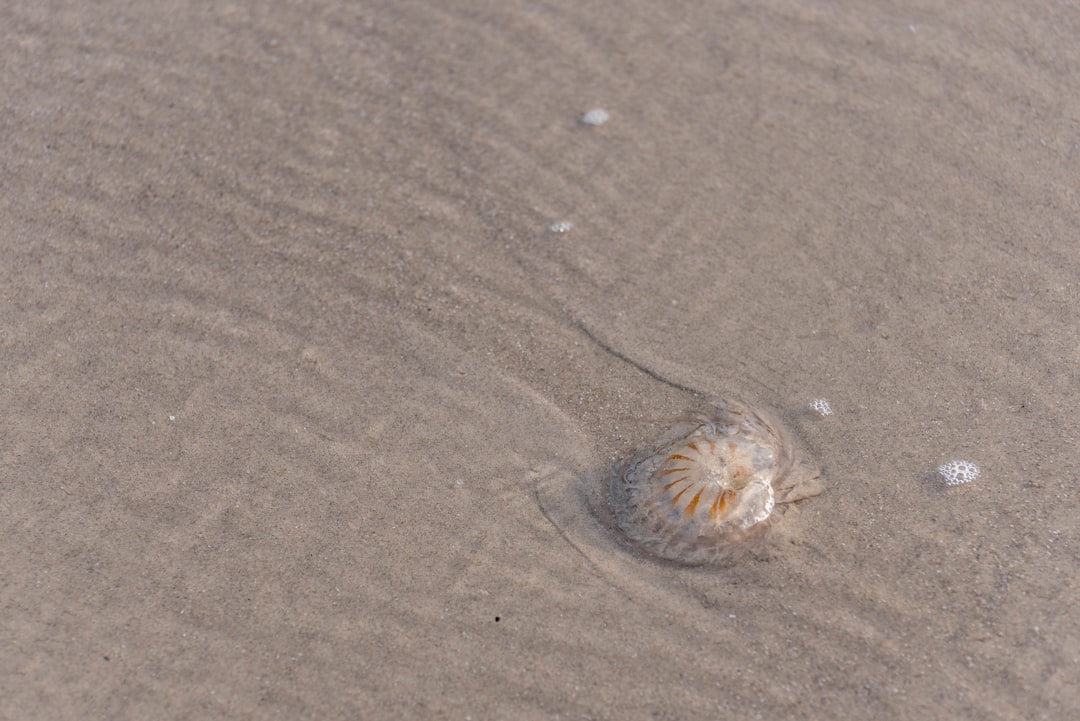 brown and white shell on brown sand