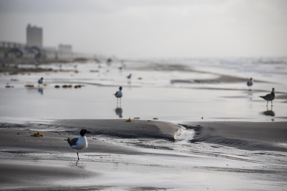 white and black bird on shore during daytime