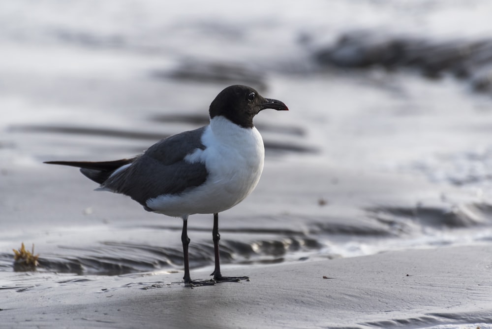 white and black bird on water