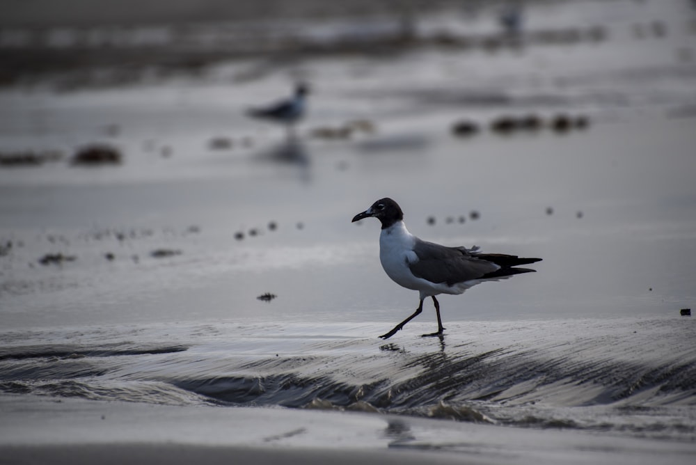 white and black bird on water during daytime