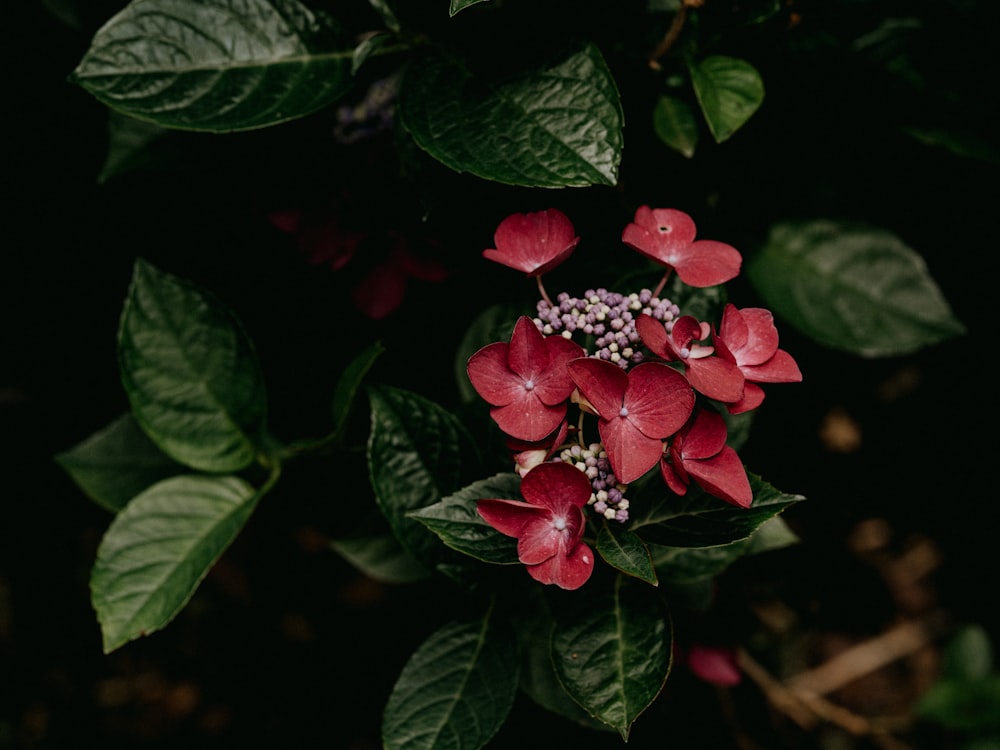 red and white flower in close up photography