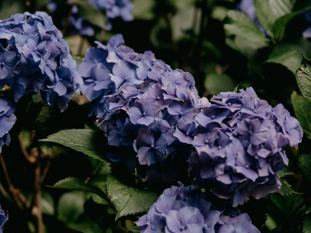 purple flower in tilt shift lens