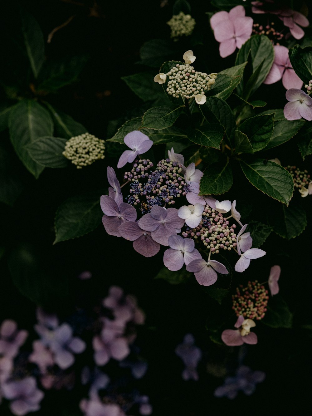 white flowers with green leaves