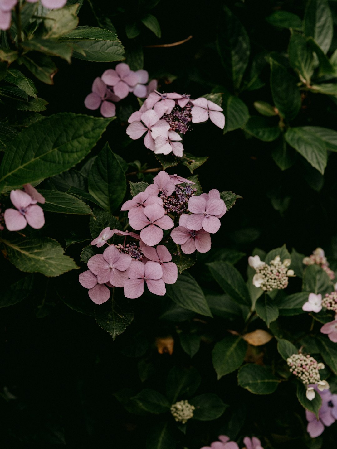 white and purple flowers with green leaves