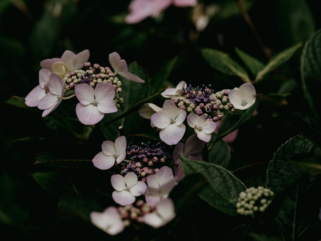 white flowers with green leaves